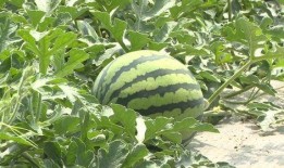 金乡县吃瓜视频真实记录,一场真实记录的乡村盛宴