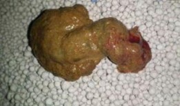 鸡屎瓜怎么吃最好吃视频,视频教你如何烹饪最佳口感