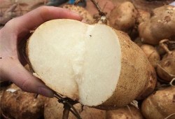 小孩子吃土瓜视频播放大全,土瓜美食视频盛宴大盘点