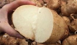 小孩子吃土瓜视频播放大全,土瓜美食视频盛宴大盘点