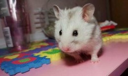 甜面瓜仓鼠可以吃吗视频