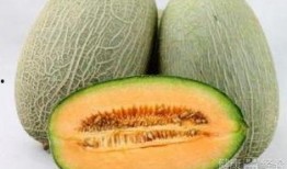 动物吃大哈密瓜视频播放,动物们的大哈密瓜美食之旅