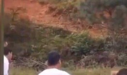 新娘变成吃瓜群众视频,一场意外的视频狂欢