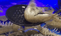 皮皮虾吃瓜视频在线观看,揭秘娱乐圈幕后故事