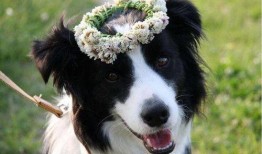 边牧可以吃小瓜汤吗视频