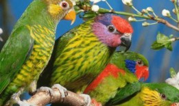 鹦鹉吃红瓜视频大全图片,萌态百出视频集锦