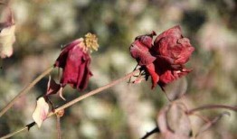 抖音大花莽吃瓜视频,揭秘娱乐圈幕后真相