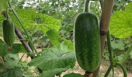 金赖瓜怎么吃视频,跟随视频学做家常佳肴