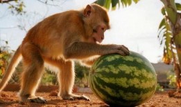 猴子配音吃瓜视频下载,揭秘热门视频背后的下载热潮