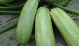 吃山子瓜的好处和坏处视频,营养与风险并存的天然美食