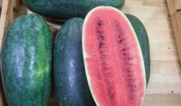 广西黑美人吃瓜视频播放