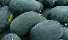 真实缅北吃瓜图片视频