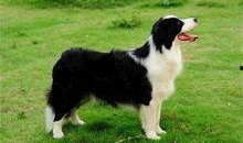 边牧可以吃小瓜汤吗视频