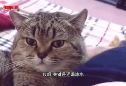 搞笑猫吃瓜配音片段视频,笑料百出！