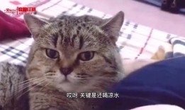 搞笑猫吃瓜配音片段视频,笑料百出！