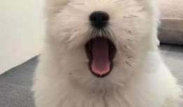 泰迪吃瓜视频,萌态十足引网友爆笑