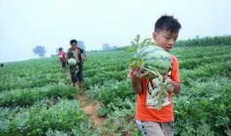 男子树下吃瓜视频大全,男子吃瓜视频大盘点