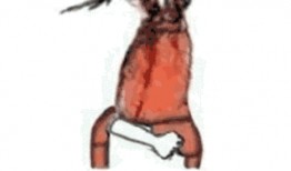 皮皮虾吃瓜视频在线观看,揭秘娱乐圈幕后故事