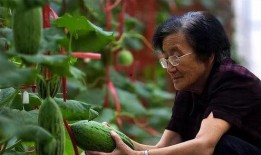 田瓜园吃瓜视频在线观看,一场视觉盛宴的在线直播体验