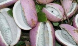 皇上吃八月瓜视频大全在线观看,视频大全带你一饱眼福