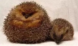 动物并排吃瓜看戏视频,动物版“吃瓜群众”上演欢乐喜剧