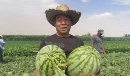 甘肃回民网红吃瓜视频,揭秘当地特色美食与风土人情