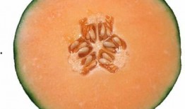 哈密瓜能给兔子吃么吗视频,兔子饮食中的健康之选？