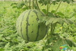 兰州吃瓜事件最新进展视频,最新进展视频揭示惊人内幕