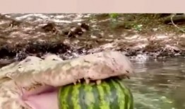 吃瓜鳄鱼的视频大全集,趣味横生的动物奇观大盘点