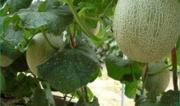 农村小胖吃哈密瓜视频,甜蜜滋味引网友热议