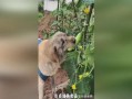 小狗吃葫芦瓜的视频播放,小狗欢乐吃葫芦瓜瞬间