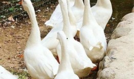 大鹅可以吃佛手瓜吗视频