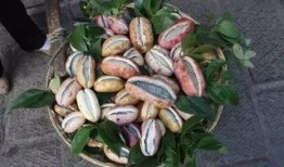 寻找八月瓜吃的视频教程,视频教程教你轻松寻味野生美味