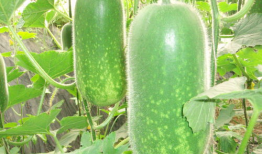 大城代驾吃瓜视频大全,揭秘幕后故事与趣味瞬间